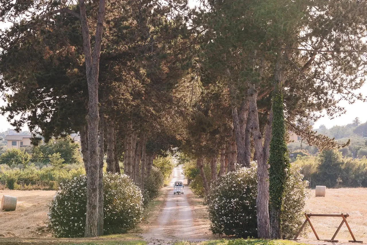 Il viale alberato