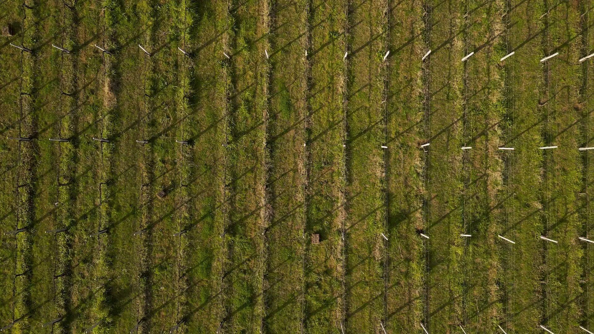 Il vigneto della tenuta visto dall’alto